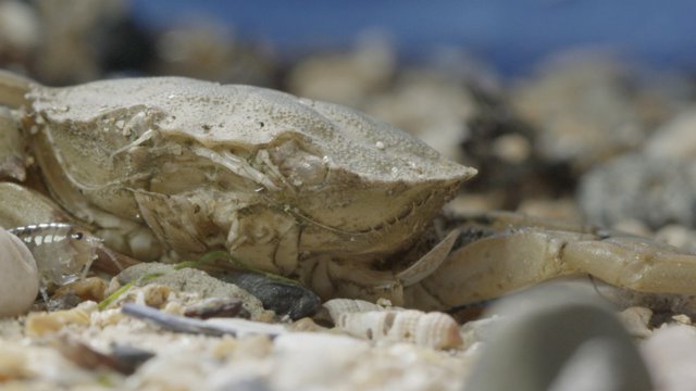 Film Still "A Film About Sandhoppers"