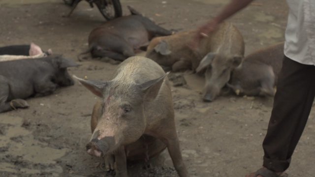 Film Still "Pig"