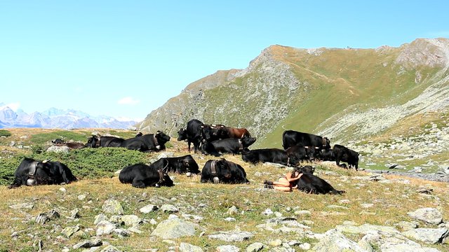 Film Still "Cows and Queens"